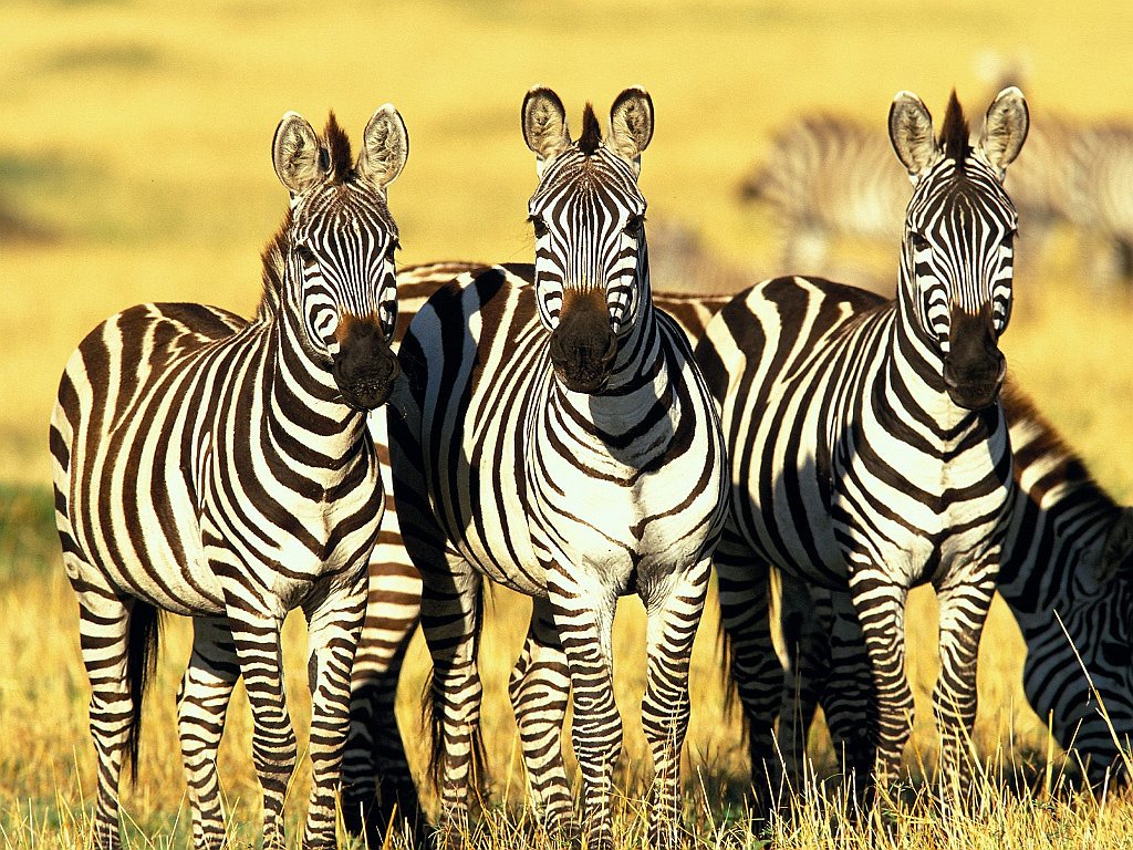 Burchell's Zebras, Masai Mara, Kenya